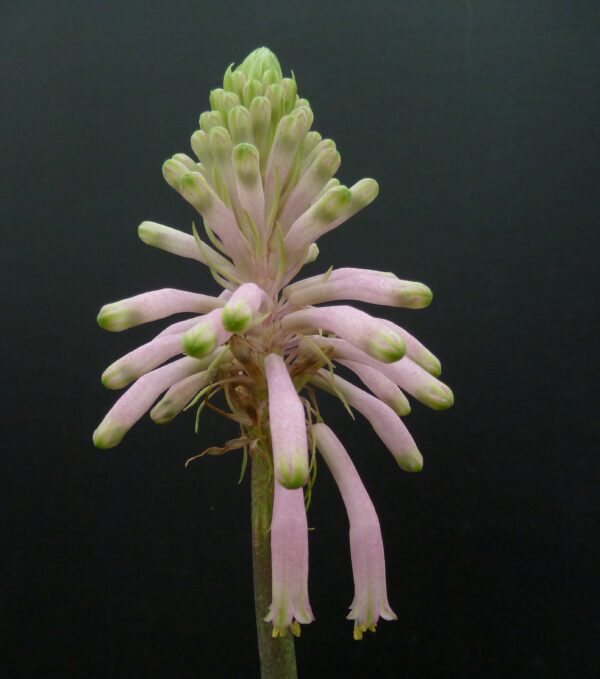 Veltheimia bracteata Typ 1