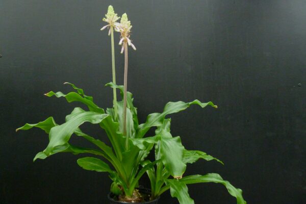Veltheimia bracteata Typ 1 – Bild 3