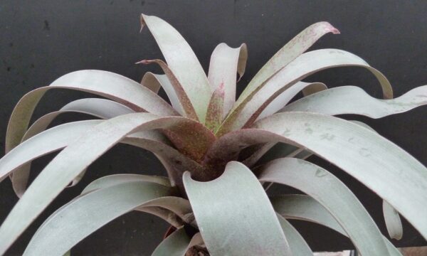 Vriesea saundersii – Bild 6