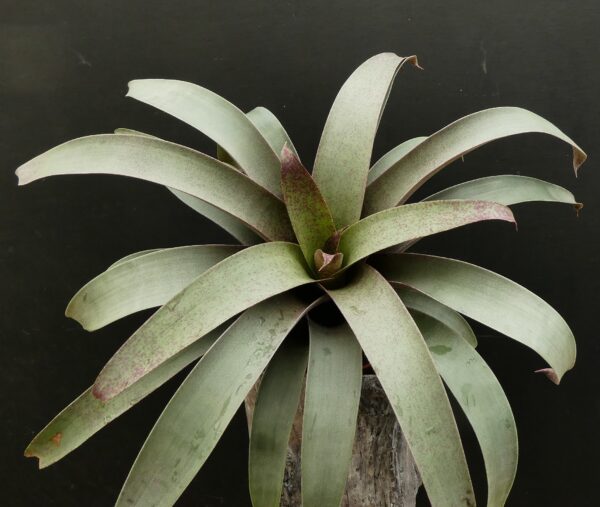 Vriesea saundersii – Bild 5