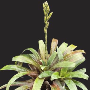 Vriesea fosteriana x racinae