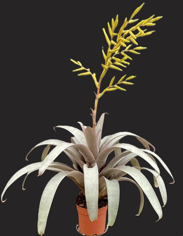 Vriesea saundersii – Bild 5