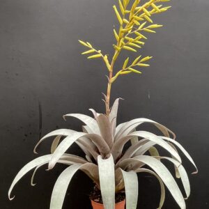 Vriesea saundersii