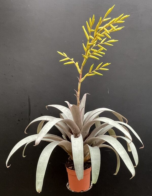 Vriesea saundersii