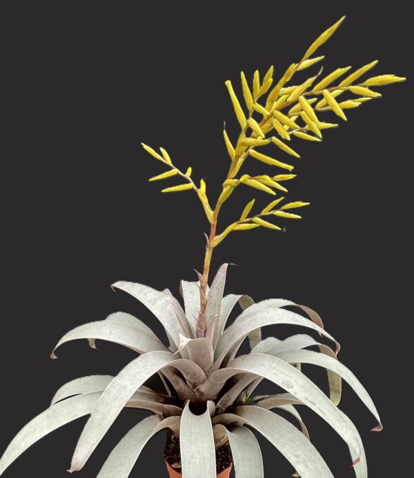 Vriesea saundersii