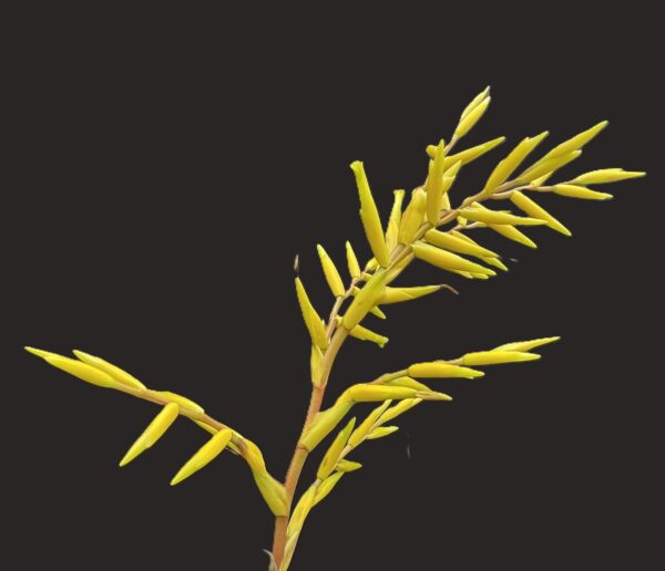 Vriesea saundersii – Bild 4