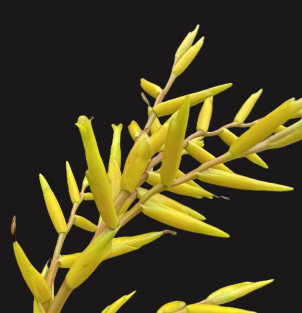 Vriesea saundersii – Bild 3