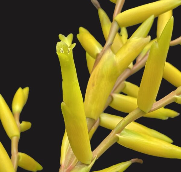 Vriesea saundersii – Bild 2