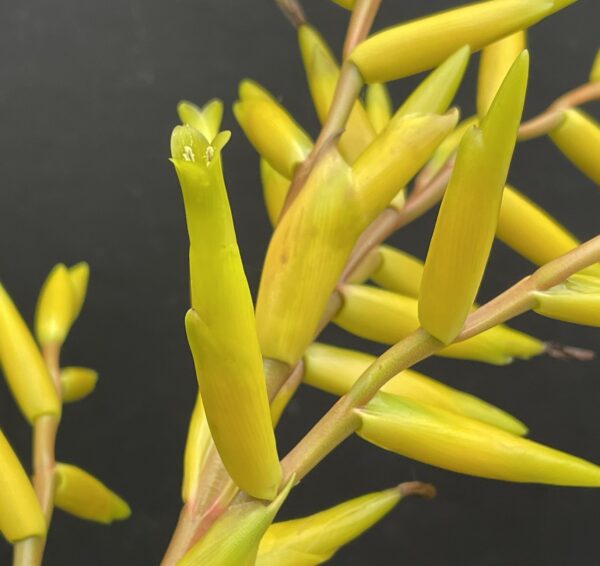 Vriesea saundersii – Bild 2