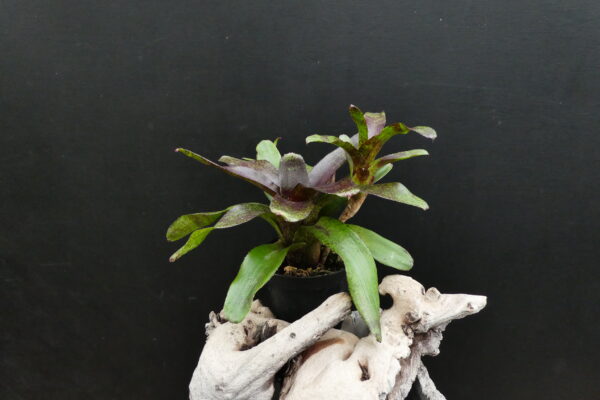 Neoregelia 'Red Waif' – Bild 4