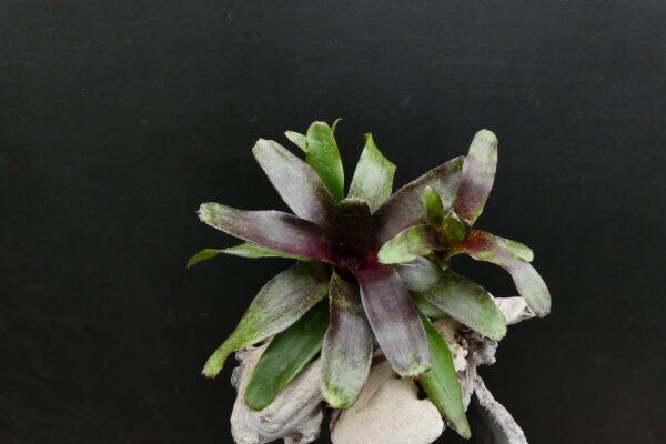 Neoregelia 'Red Waif' – Bild 5
