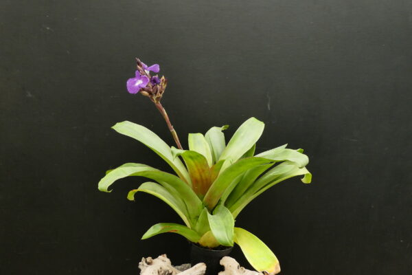 Racinaea hamaleana (früher Tillandsia hamaleana) – Bild 2