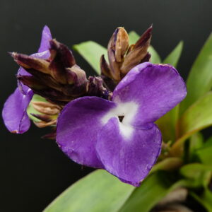 Racinaea hamaleana (früher Tillandsia hamaleana)