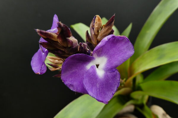 Racinaea hamaleana (früher Tillandsia hamaleana)