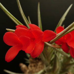 Tillandsia Margarite