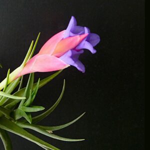 Tillandsia bella