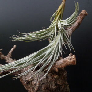 Tillandsia heteromorpha ‚Rope Type‘ (corr.: T. tomekii)