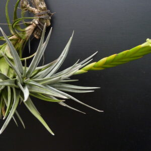 Tillandsia lottae