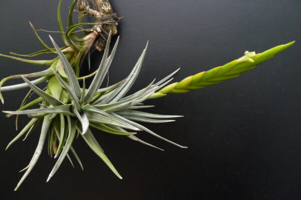 Tillandsia lottae