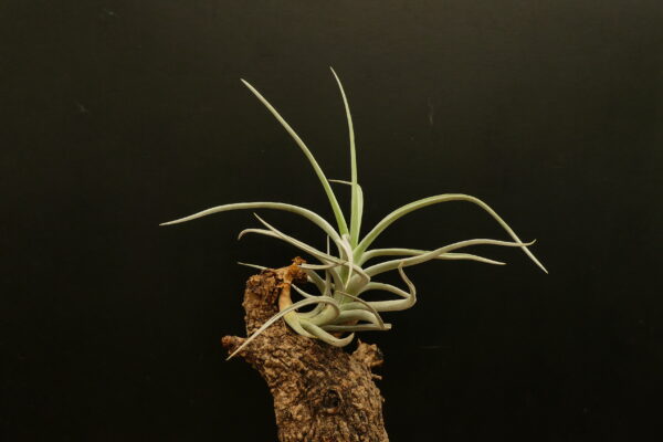 Tillandsia lottae – Bild 3