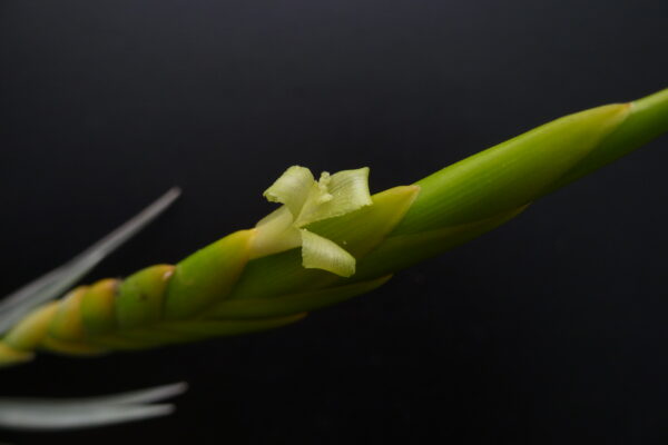 Tillandsia lottae – Bild 2