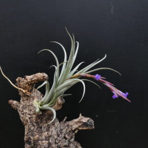 Tillandsia zecheri 'cafayatensis' (syn. muhrii)