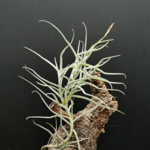 Tillandsia paleacea Type I