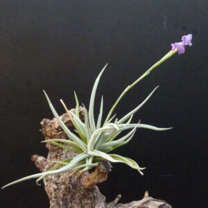 Tillandsia paleacea 'apurimacensis'
