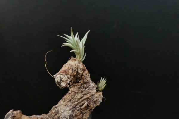 Tillandsia peiranoi – Bild 3