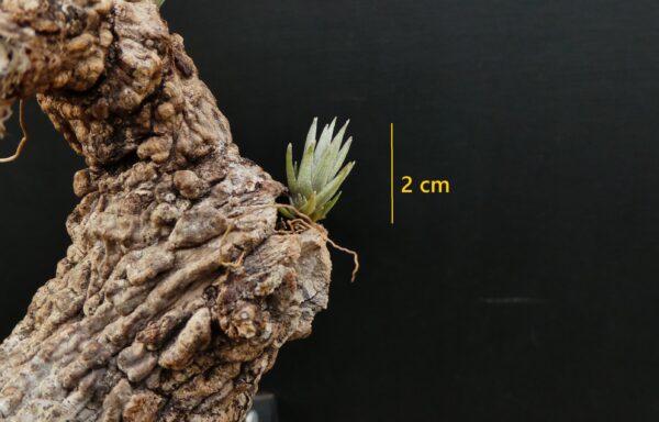 Tillandsia peiranoi – Bild 2