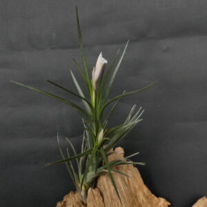 Tillandsia pulchella 'alba' (corr. T. tenuifolia ‚pulchella alba‘)