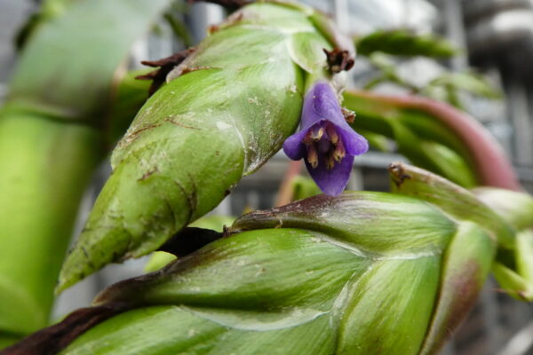 Tillandsia zizkae – Bild 4
