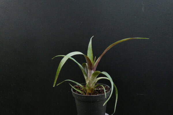 Tillandsia zizkae – Bild 3