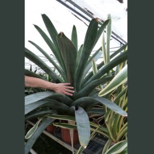 Tillandsia zizkae (syn. krukoffiana)