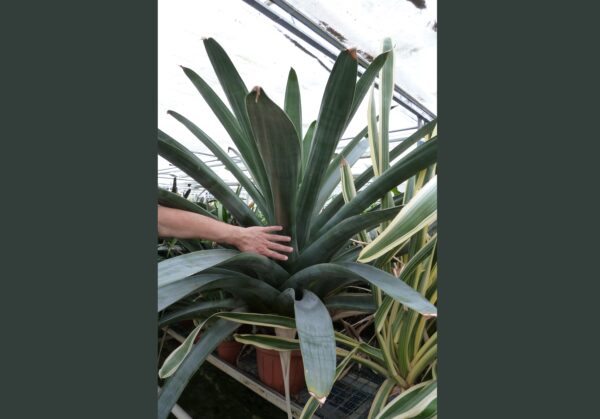 Tillandsia zizkae