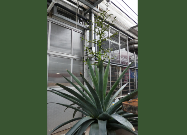 Tillandsia zizkae – Bild 2