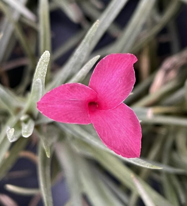 Tillandsia dorothae – Bild 3
