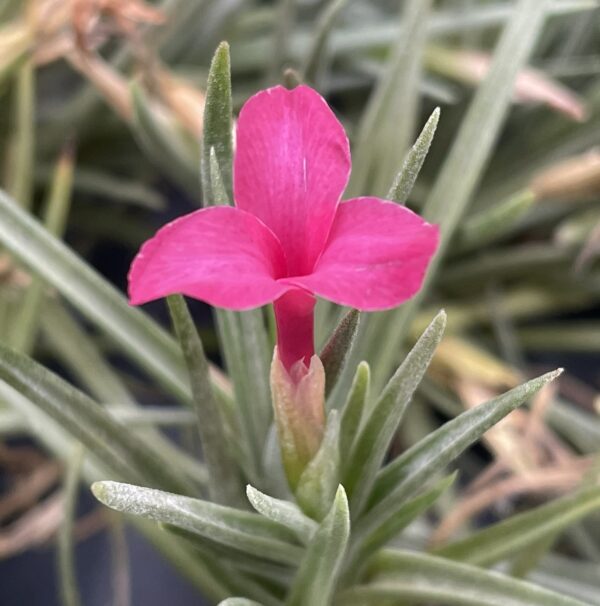 Tillandsia dorothae