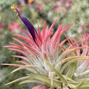 Tillandsia ionantha 'Cactus-Type'