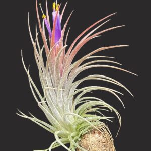 Tillandsia ionantha-Hybride (lang) x ionantha ‚stricta‘