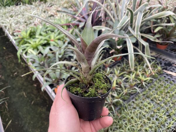 Tillandsia zizkae (syn. krukoffiana) – Bild 6