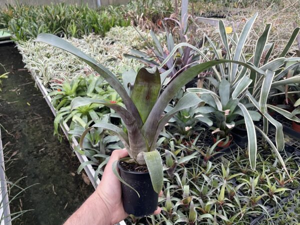 Tillandsia zizkae (syn. krukoffiana) – Bild 7