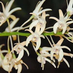 Dendrobium speciosum