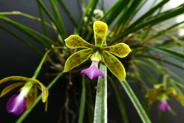 Encyclia bracteata – Bild 3