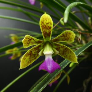 Encyclia bracteata