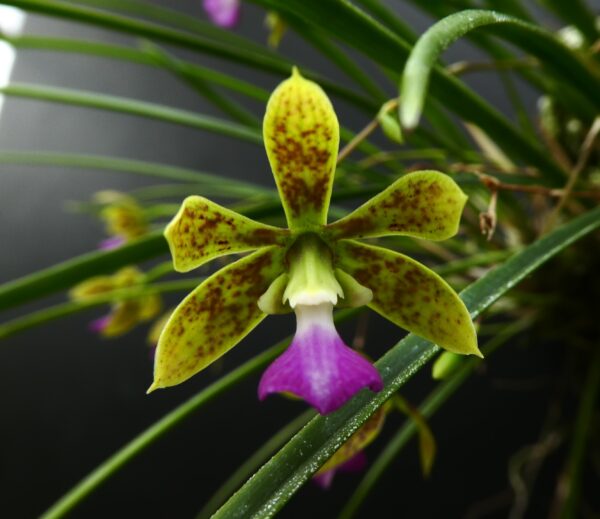 Encyclia bracteata