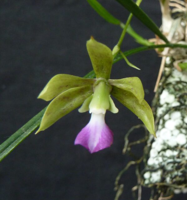 Encyclia bracteata – Bild 5