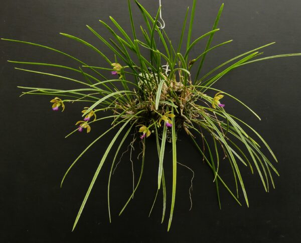 Encyclia bracteata – Bild 2