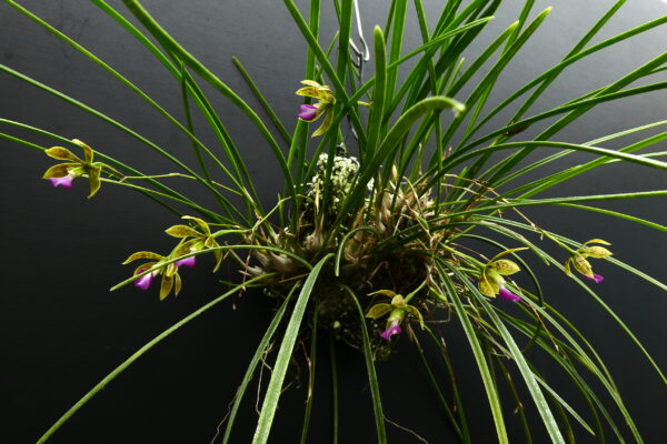 Encyclia bracteata – Bild 4