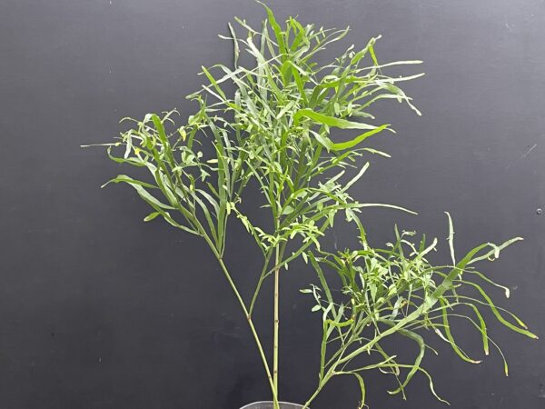 Homalocladium platycladum (Bandbusch, Ribbon Bush, Tapeworm Plant) – Bild 2